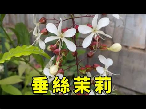 垂枝茉莉風水